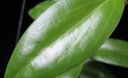 Hoya-ilagii-No-2727-1200