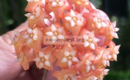 Hoya-ilagii-No.2wide-leaf727-33