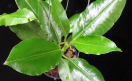 Hoya-imperialis-Alba671-1200-
