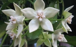 Hoya-imperialis-Alba671-1200