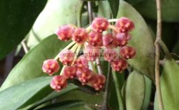 Hoya-inconspicua115-15