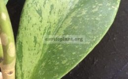 Hoya-kerrii-Silver-Splash435