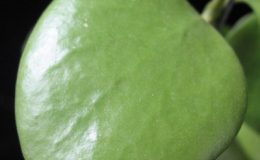 Hoya-kestberkii608-1200