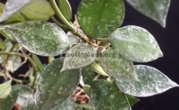 Hoya-lacunosa-Eskimo-35