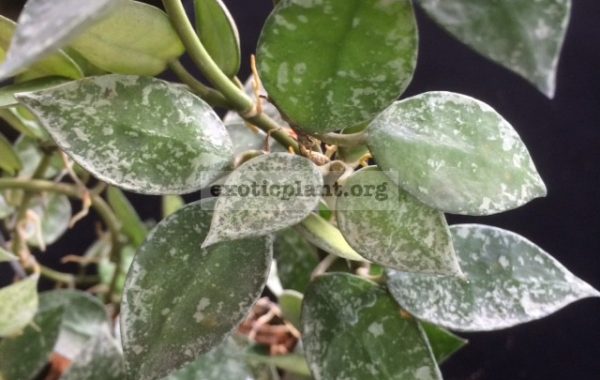 Hoya-lacunosa-Eskimo-35