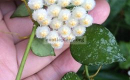 Hoya-lacunosa-Heart-shape-leaf-Splash.