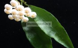 Hoya-lacunosa-Ranong600