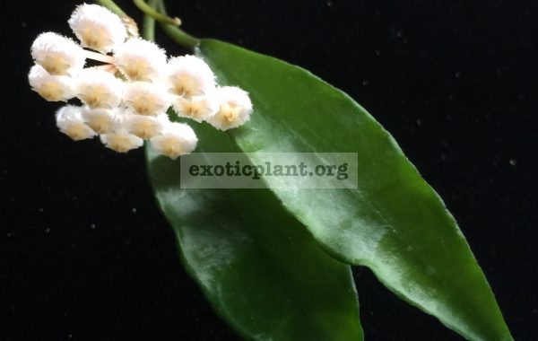 Hoya-lacunosa-Ranong600