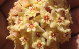 Hoya-limoniaca490-1000