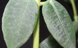 Hoya-lithophytica722-1200