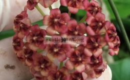 Hoya-lucardenasianaNo.2409-