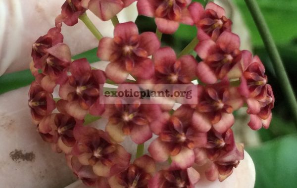 Hoya-lucardenasianaNo.2409-
