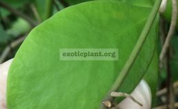 Hoya-lucardenasianaNo.2409