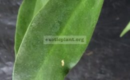 Hoya-macgillivrayi-Rain-Forest817