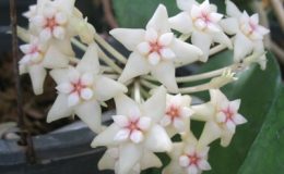 Hoya-macrophylla-No-2151-900