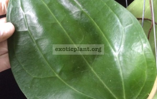 Hoya-macrophylla-No.3856-35