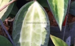 Hoya-macrophylla-Pot-of-Gold-314-45