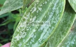 Hoya-macrophylla-Splash-912-50
