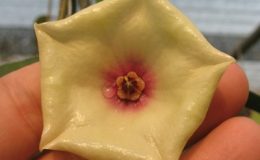 Hoya-mappigera-818-2000