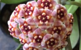 Hoya-meliflua155-20