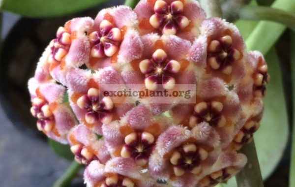 Hoya-meliflua155-20