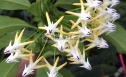 Hoya-multiflora-big-leaf169