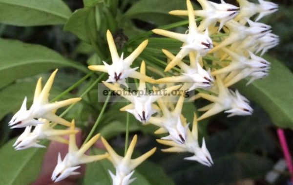 Hoya-multiflora-big-leaf169