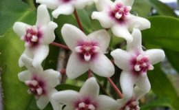 Hoya-naumanii-175-600