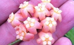 Hoya-neo-ebudica-495-1350