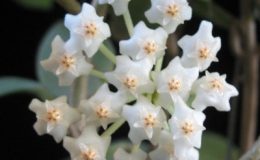 Hoya-nummularioides-yellow-corona757-900