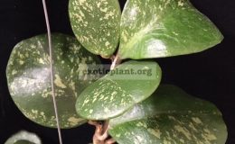 Hoya-obovata-Splash-721-35