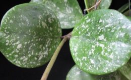 Hoya-obovata-Splash721-1200