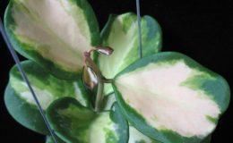 Hoya-obovata-variegata720-1800