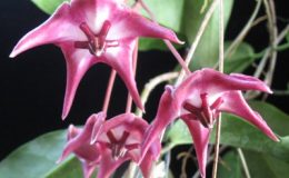 Hoya-onychoides-Mercury184-1200
