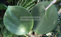 Hoya-pachyclada-white189-23-