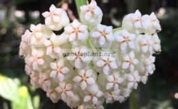 Hoya-pachyclada-white189-23