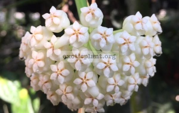 Hoya-pachyclada-white189-23