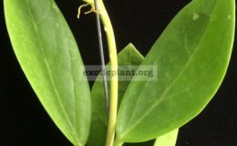 Hoya-parasitica-x-pachyclada-202