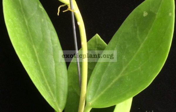 Hoya-parasitica-x-pachyclada-202