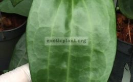 Hoya-polystachya-Indonesia306