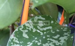 Hoya-pottsii-Splash-893-40