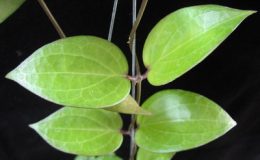 Hoya-pottsii212-1000