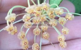 Hoya-revoluta218