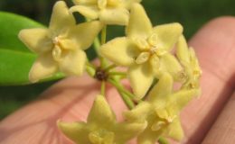 Hoya-schneei799-900