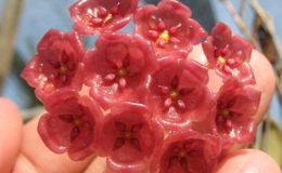 Hoya-siariae-red-783-1000