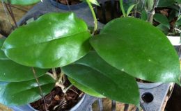 Hoya-sp-536536-1000