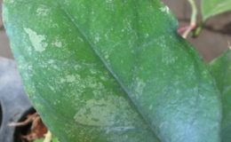 Hoya-sp-561-aff-finlaysonii561-1100