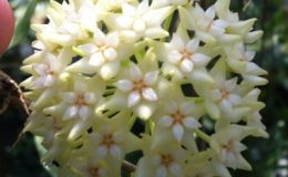 Hoya-sp-567Ereawan-waterfall567-900