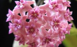 Hoya-sp-582582-1100