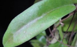Hoya-sp-6206201-1